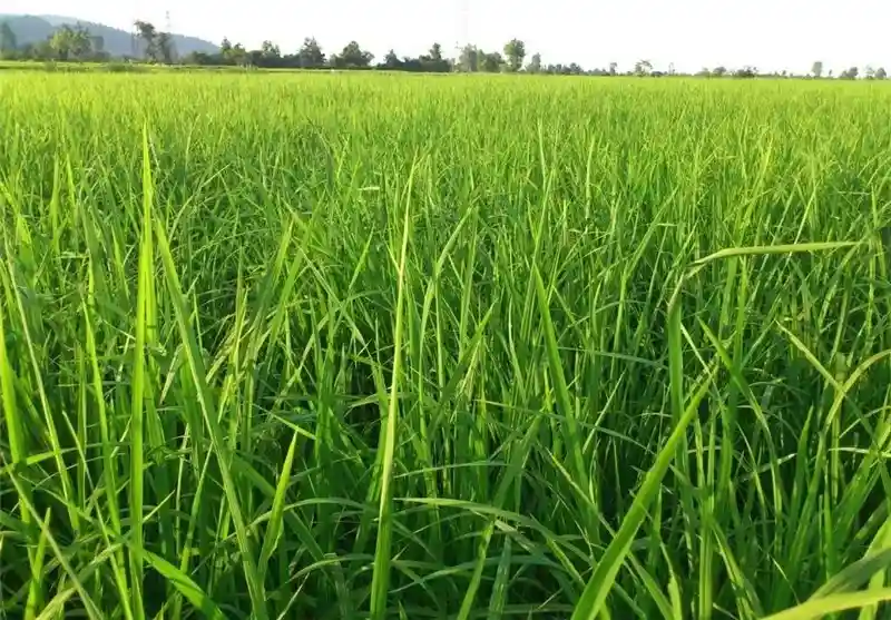 زمین کشاورزی